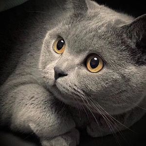 si lk铃木铨集桃树园77
